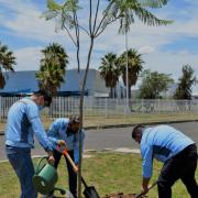 Plantar arbol